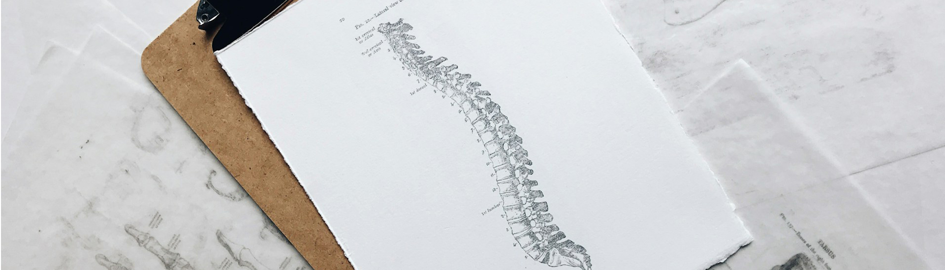 Spinal alignment and nervous system care representing chiropractic wellness